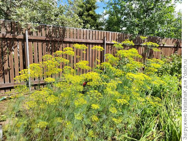 Озимый укроп