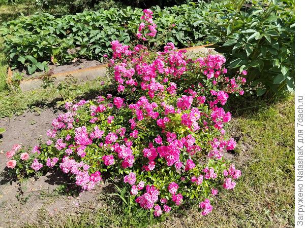 Моя любимая