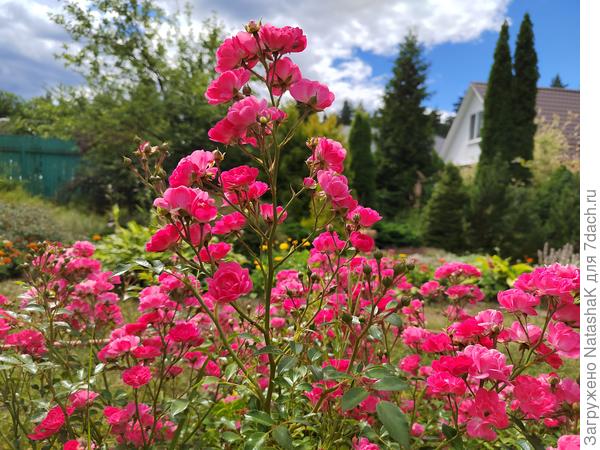 Это та же роза, только снято когда солнце спряталось.