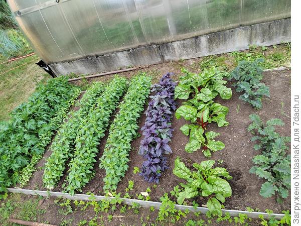 Капуста японская &quot;Изумрудный узор&quot;, базалик &quot;Лимонное чудо&quot;, мангольд &quot;Алый веер&quot;, листовая капуста &quot;Рубин&quot;