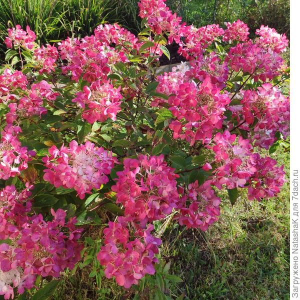 Это в прошлом году, сейчас пока одни бутоны