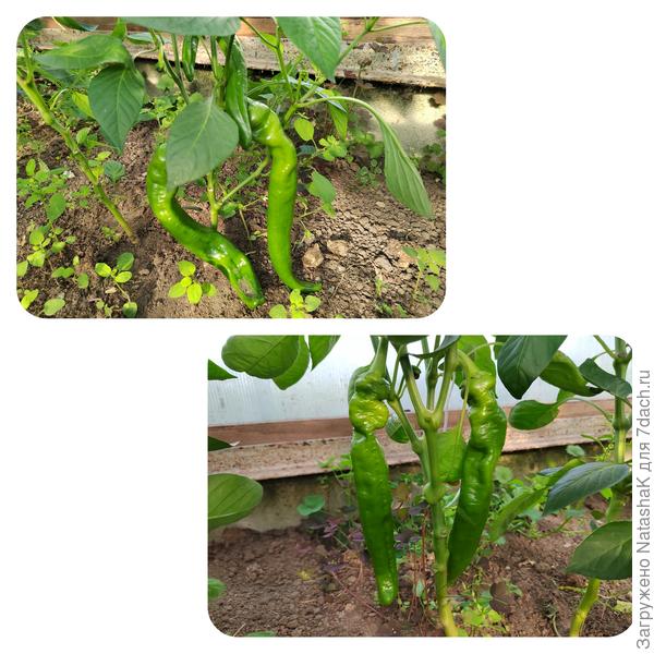 На первом фото оранжевые, на втором красные. Жду желтых, у них рассада была хуже и я их досеивала уже поздно.