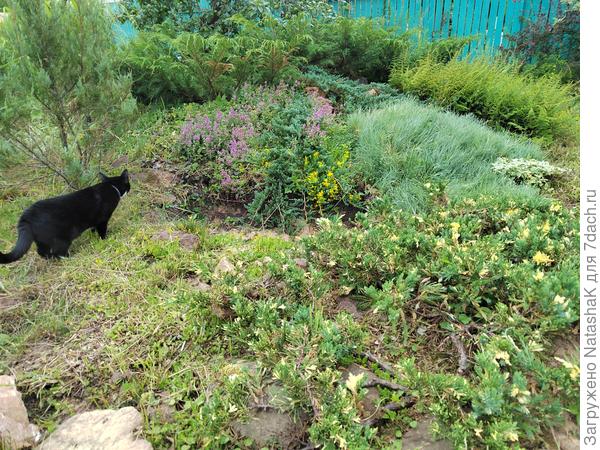 Между Алиской и хвойником как раз еще место для &quot;творчества&quot;.