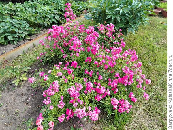 Обозвала ее Heidetraum после долгих поисков в интернете и многочисленных вопросов. А продавалась она на рынке как &quot;почвопокровная розовая&quot; маленькой веточкой практически без корешка и без земли.