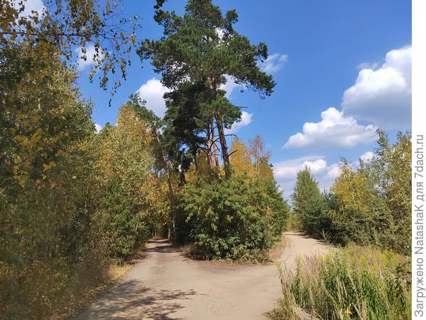Вот она, наша песчаная почва, во всей красе. Налево дорожка в наш СНТ, направо - на озёра. Я пошла налево.