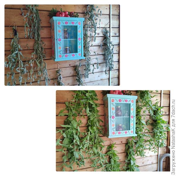 На грядке еще мята подросла - наверно, тоже высушу, но уже после базилика