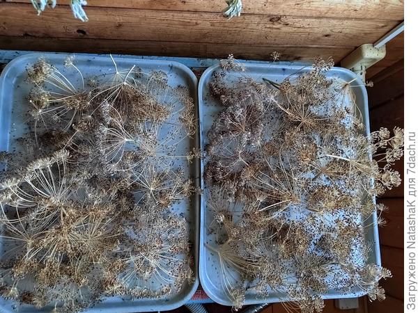 Укроп удался - зонтики огромные, семена крупные. Заготовлю, часть посею под зиму.