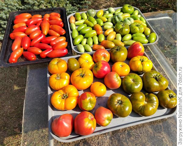 Это сегодня собрали то что осталось в открытом грунте