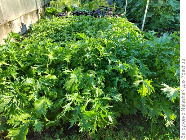 Японская купуст "Изумрудный узор"