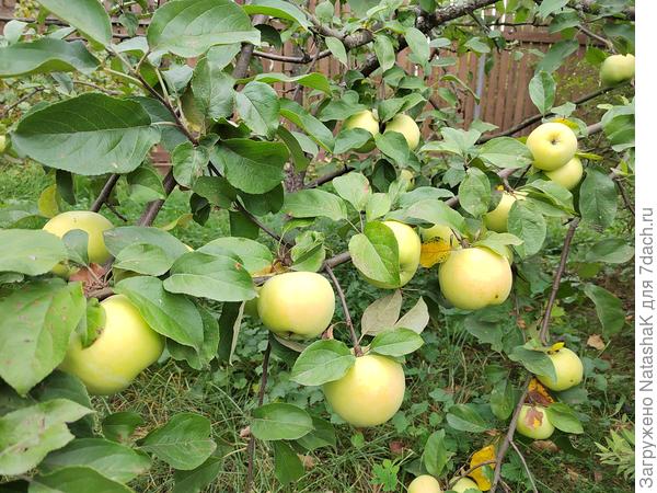 Антоновка - обязательно снимем, пока не попадали.