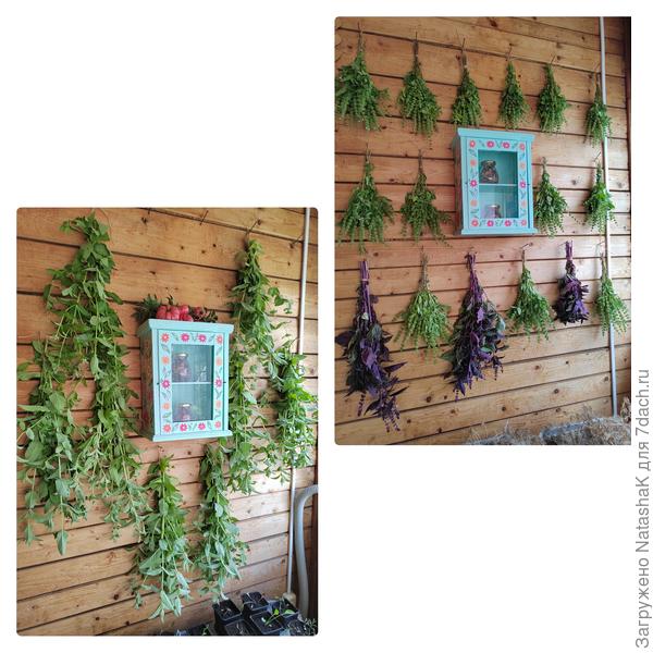 Мята и базилики