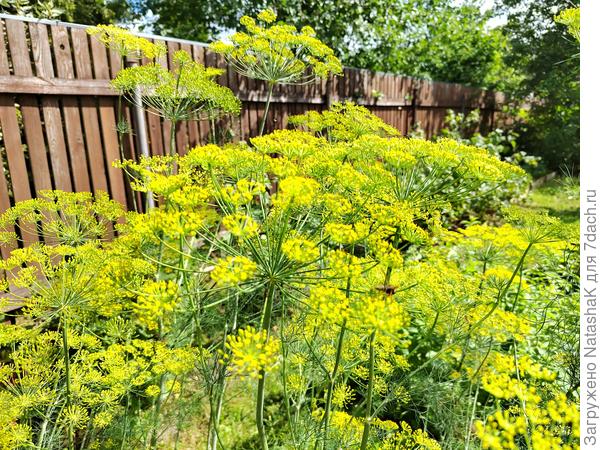 Подзимний посев