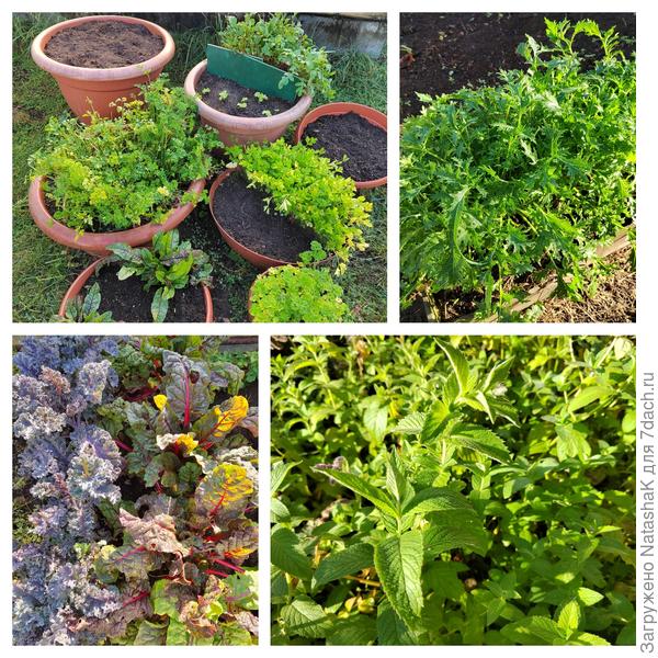 Еще можно поживиться зеленью и пряными травками