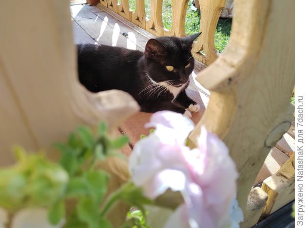 Алиска выползла на крыльцо - сейчас подумает и заснет на солнышке