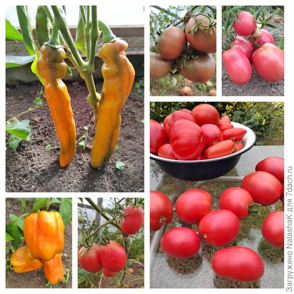 В теплице все неторопясь созревает... Собираю партиями