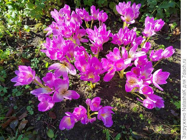 И самое прекрасное - безвременники в самом цвету