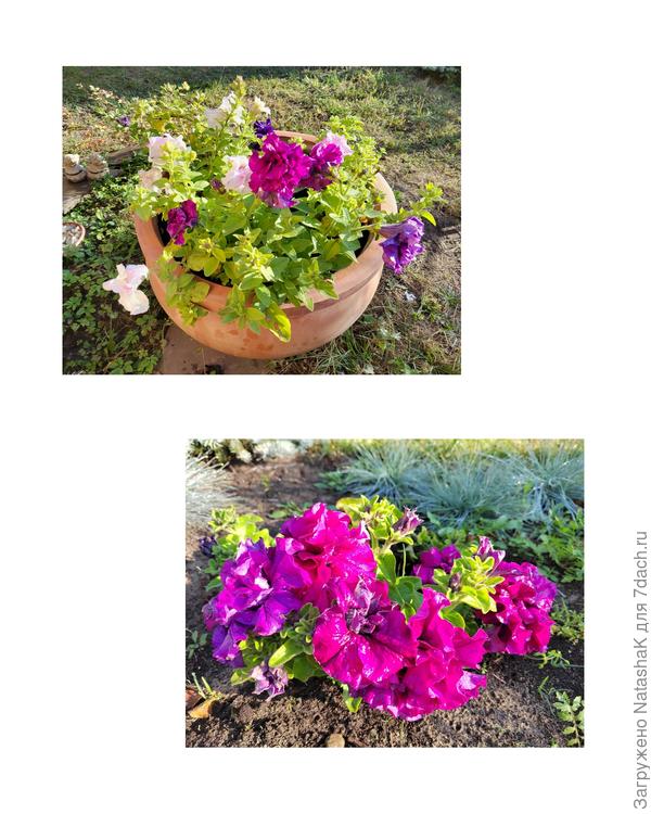 Петунии неугомонные