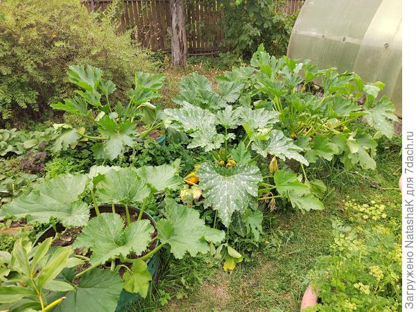 Толка только от них в этом году практически не было