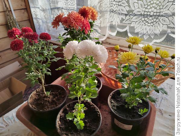 Вот мои хризантемки - они зацвели и дали прирост. И я их сразу после получения перевалила в горшочки бОльшего размера.