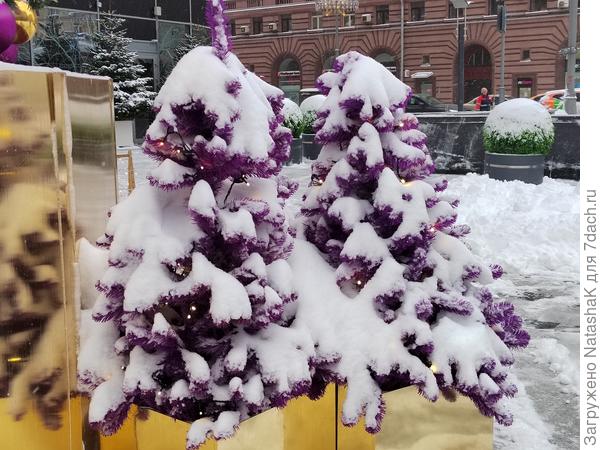 И рядом маленькие ёлочки