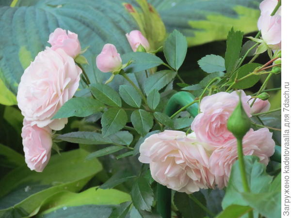 Начало цветения