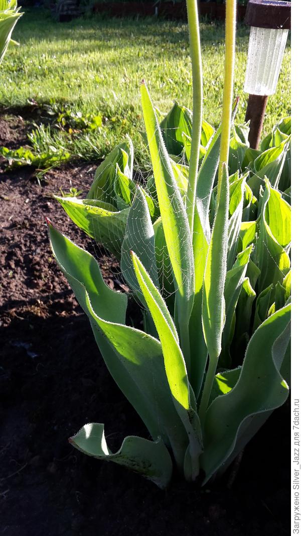 Утро, солнышко, роса... день только начинается