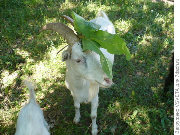 Соседская блудня Белка с ирокезом. Моя Маня никогда себе такое поведение не позволяла