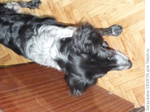 А это Савка, которой был сделан перелом в целях, чтоб она стала ходить на 4 ногах.