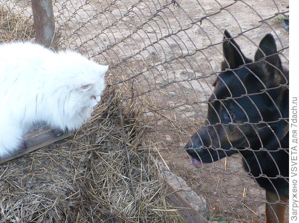 Пуся-бабуся с Тайсоном