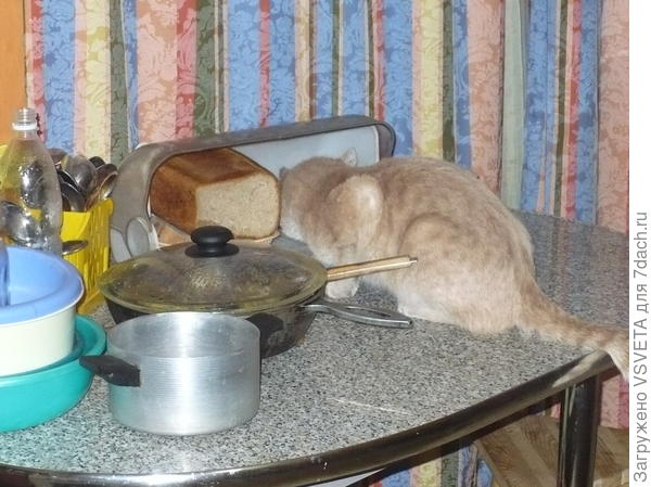 Кузьма ворует жареную спрятанную рыбу. Похихикали пару раз - и всё - не отучишь Знает, что нельзя, прячется сразу  - значит по столу шастал. Из всех он один такой.