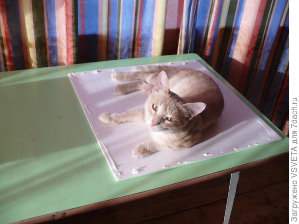 Это мы с Кузьмой плитку клеим. Ни грамм не замарался