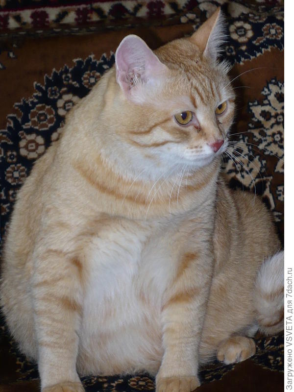 мамин Котяра. 13 кг.