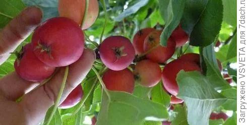 Ола. Из Интернета фото