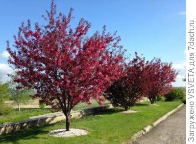 Ола. Из Интернета фото