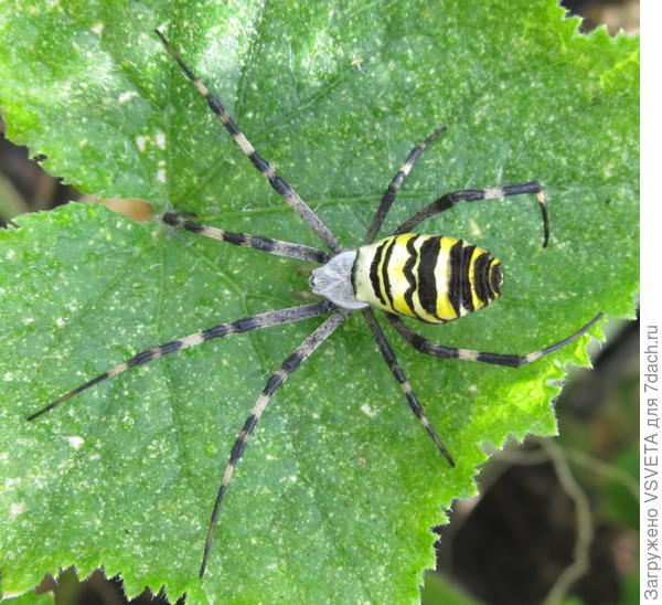 Два года жил, не тревожили. На третий не перезимовал, видно