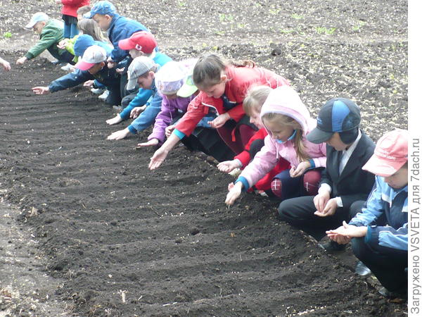 Весна. Посевная в школе. Хотим узнать, почём он, хлебушко