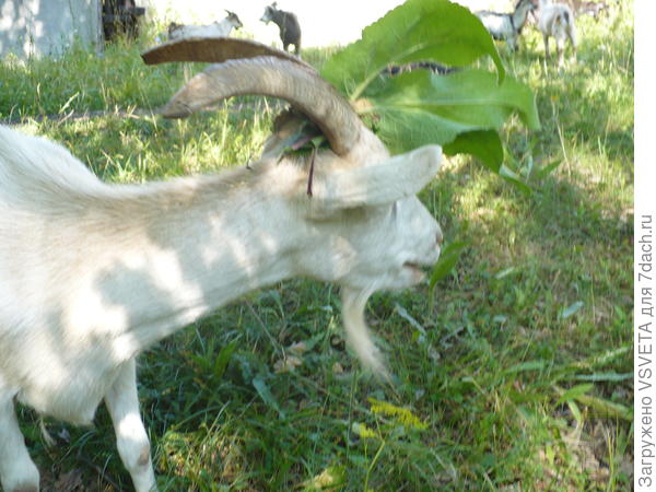 Соседская белянка-Ирокез