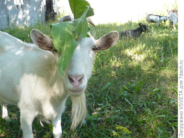 Соседская белянка-Ирокез