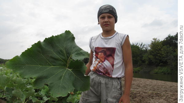 Ик. Мать-и-мачеха