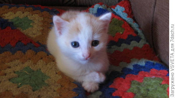 Моисейсеко