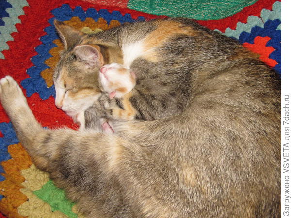 Лисавета с Миосеем