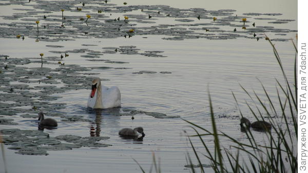 Ик. Лебеди. С Ика гоняют уток и гусей. Местные гоняют их. А по весне цапли бегают по огородам и гоняют курей