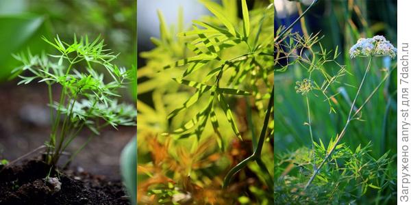 Cenolophium denudatum - восходящая звезда среди зонтичных.