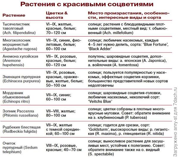 Растения с красивыми соцветиями