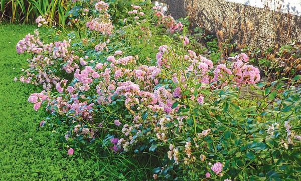 Весенняя обрезка розовых кустов - фото 8