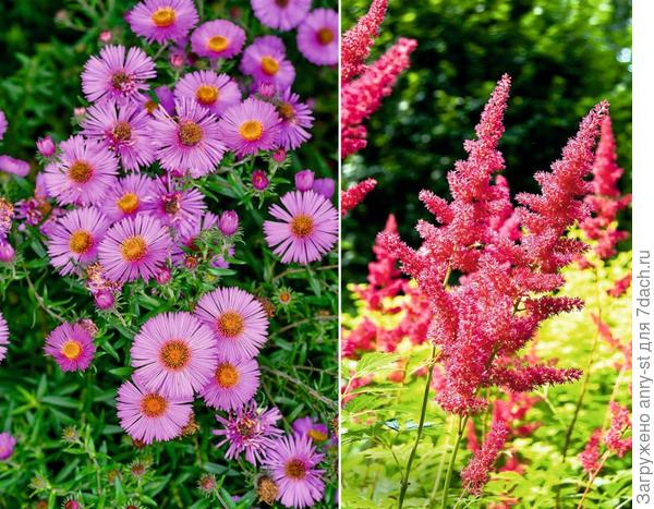 Květy aster alpských (vlevo) připomínají nenápadné sedmikrásky. Vpravo - astilbe