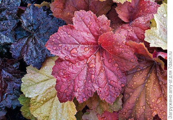 Heuchera ohromuje rozmanitostí odstínů velkolepých vyřezávaných listů