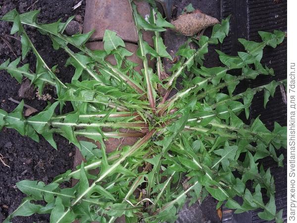 В подтверждение своих слов )