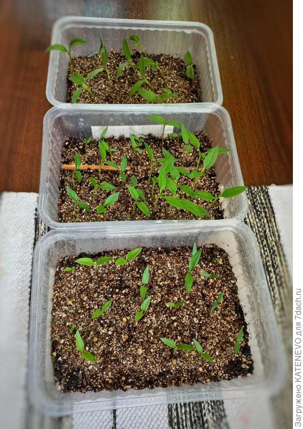 Перцы: "Пикадилли", "Английский сапог" и "Джульетта".