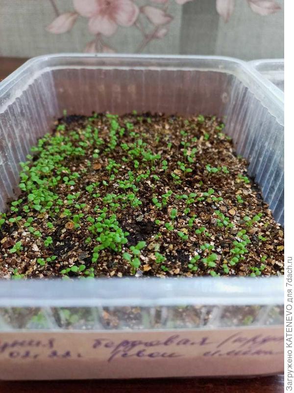 Петуния бордовая крупноцветковая.